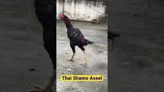 Thai Shamo Aseel
