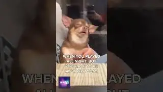🤡JUST ONE MORE SPIN-NEXT DAY AT WORK #slots #slots #bigwin #memes #dogs #fundogs #games #gamer