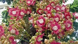 CannonBall Tree