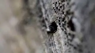 Pompilid wasp cleaning a nest