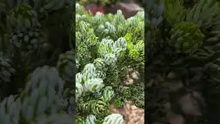 Пихта Ледокол Когута☘️Abies Kohouts Icebreaker☘️ #shortvideo