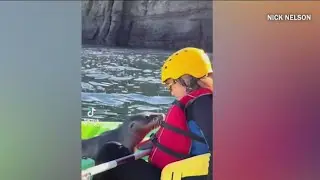 Cute alert! Sea lion approaches kayaker in La Jolla