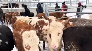 Ardahan hayvan pazarı maşallah orta erkek dana 