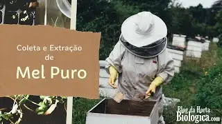 Coleta e Extração de Mel Puro