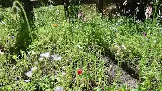 Lapsana communis, Iberis umbellata, Phacelia campanularia, Dimorphotheca sinuata, Gilia tricolor