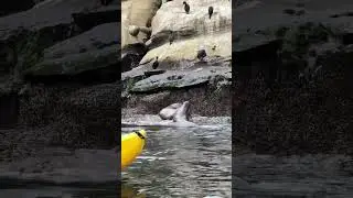 Sea cave kayaking in La Jolla, California 🌊🤍🦭