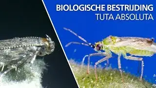Bestrijding van Tuta absoluta - Nesidiocoris tenuis