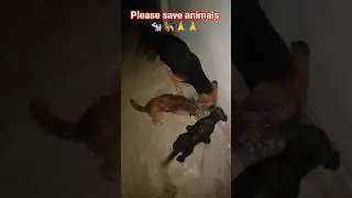 please save animals 🐄🐕&zwj;🦺🙏🙏🙏...#dog #video