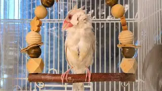 冬の寒い日に文鳥が水浴びしようとしたらこうなります...