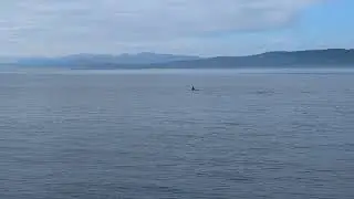 British Columbia Orca Pod 4