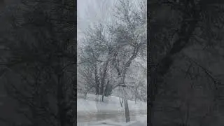 Frozen white trees! Look lifeless but they are still beautiful. #canadalife #winter
