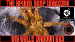 The spider shop unboxing