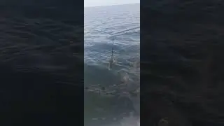 Shark feeding in Florida