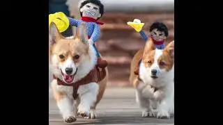 Pet Prodcuts