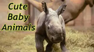 Cute Baby Zoo Animals Of The Month April 2020