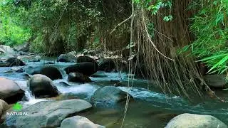 Peaceful River Sounds for Deep Sleep and Focus | Gentle Flowing Water Nature ASMR