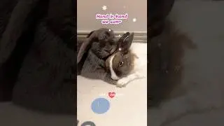 Hand in hand 손에 손 잡고 #pets #cute #rabbit