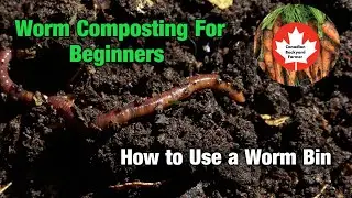 Worm Composting for Beginners - The Basics of Vermicomposting