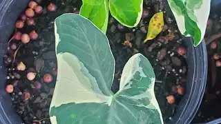 Propagating Alocasia Mickey Mouse Xanthosoma  Sagittifollum
