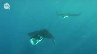 Как учёные изучают скатов-мант принца Альфреда (Manta alfredi) у Сейшельских островов ?