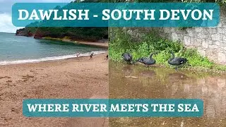 Dawlish, South Devon: Where River Meets Sea | Peaceful Coastal Walk