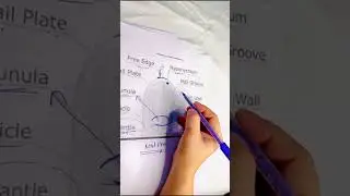 Nail structure & Nail Anatomy