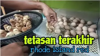 [Episod1628] tetasan terakhir juga ada yang kaki cengkoi