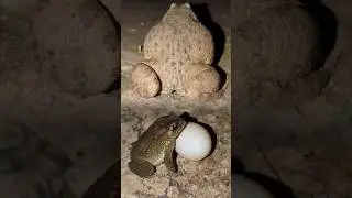 How to make a frog funny | funny frog video clips | Big frog so fun so cute | Toads funny jump
