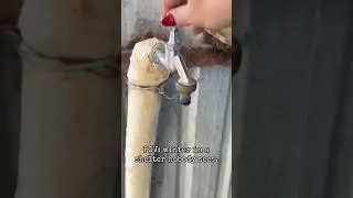 #subscribe #channel #viral #viralvideo #pets #water #unitedstates