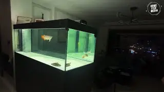 Unbelievable Aquarium Setup: Betta Fish, Goldfish, Tropical and Koi Fish Care Tips #906