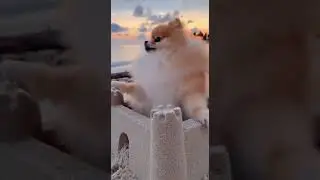 Dog in his Castle