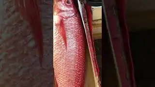 Maya maya fish #shortvideo #youtubeshorts