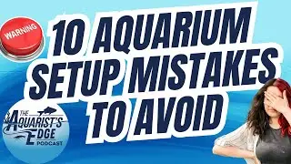 Top 10 Aquarium Setup Mistakes to Avoid: Expert Freshwater Fishkeeping Tips for Beginners & Beyond