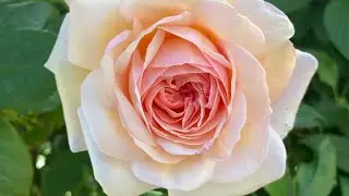 Roses after rain and wind | 30 varieties| David Austin | Kordes | Meilland ☔️ 🌧️