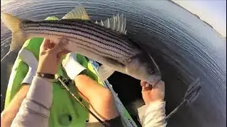 KAYAK Fishing the Striped Bass Fall Run