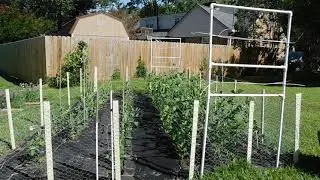 Pea Garden Experiment: Green Arrow vs Early Alaska