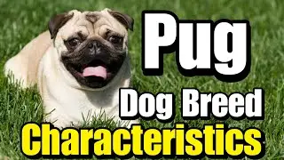 Pug: Dog Breed Characteristics & Care