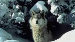 Wolf Medicine: Native American Flute - Blues Mama Original