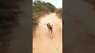😇chipipari dog 🐾🐶₹ trending# video# you #tube #shorts #pet l#over viral#shorts| street| boys |vlogs