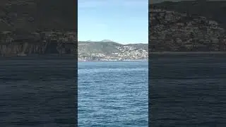 Enjoy this 'fintastic' moment as First Mate Tom explains some fun & unique tidbits about fin whales!