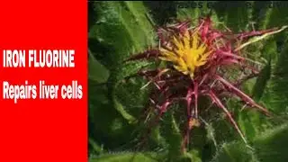 Blessed Thistle iron fluorine