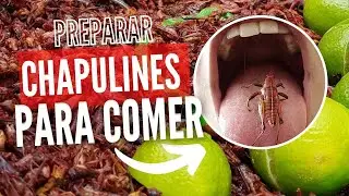Como Preparar Chapulines 🦗 para Comer