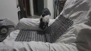 #batman comando move #catfunny