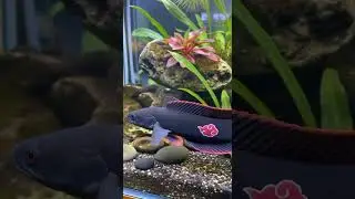 Channa itachi snake head ❤️😍 #aquascapegallery #plants #planetaquarium #aquarium #fish #aquascape