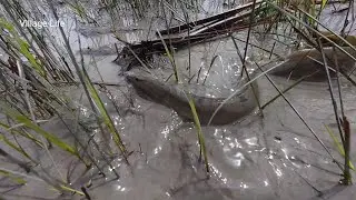 Omg 1 Kg Big Eel Fish Catching in River || River Big Citol Fish Catching in Hand||Best Fishing