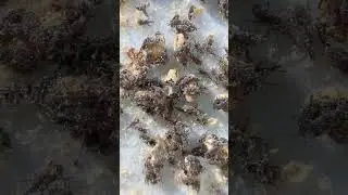 Do Agressive, Dangerous, Invasive Weevils Want to Invade Your House? Do You Know Them? Kyiv, Ukraine