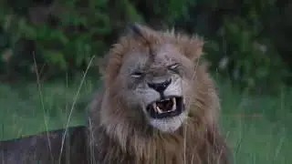 Son of Famous Morani Male Lion | Masaimara | 28 March 2024