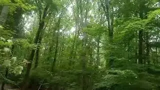 Crows Nest Natural Area Preserve Stafford Virginia #virginia #preservation #nature