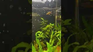 GALAXY RASBORAS🌌🐟