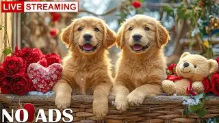 Love Heart Music for Dogs on Valentine's Day 💕 Relax your dog on Valentine's Day